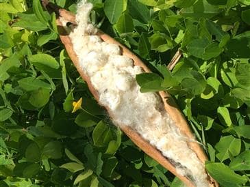 White Lotus Home Wholesale Natural Kapok White Lotus Home Wholesale Natural Kapok